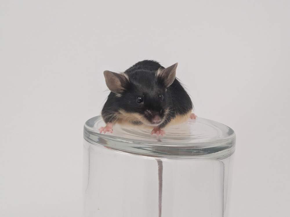Fancy mouse Retired Mus musculus 