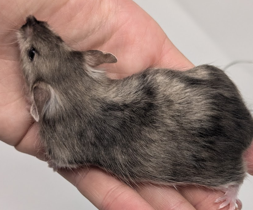 Fancy mouse Owned by other Mus musculus 