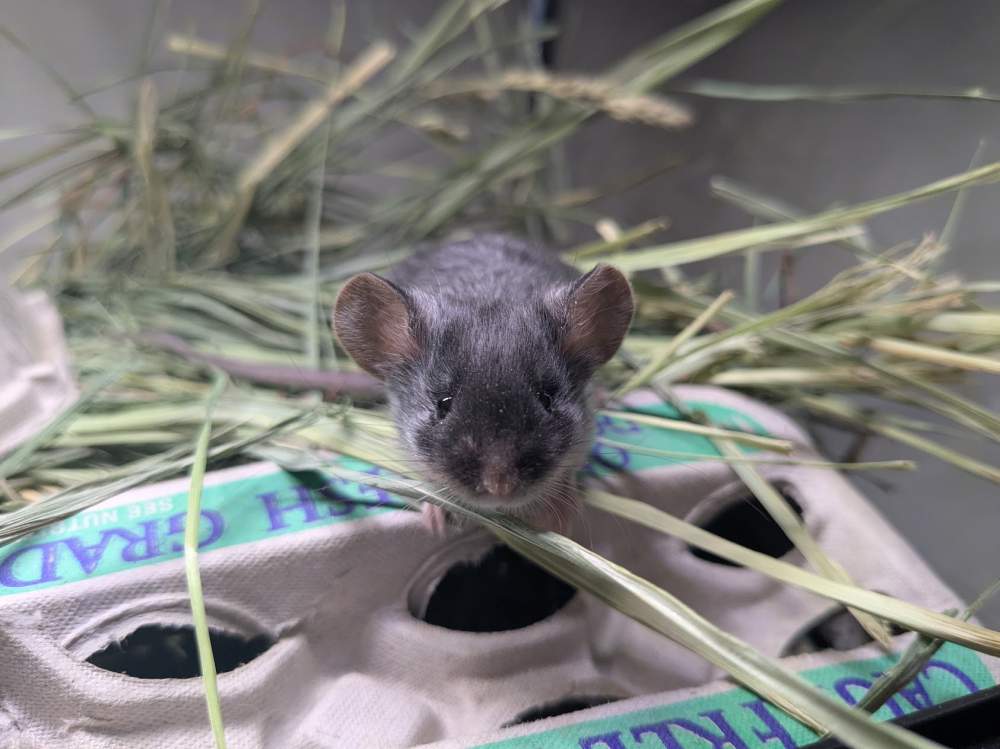 Fancy mouse Owned by other Mus musculus 