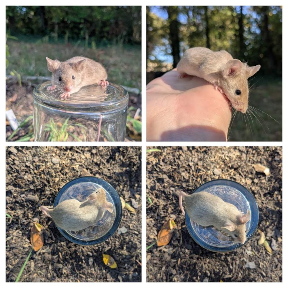 Fancy mouse Pet only Mus musculus 