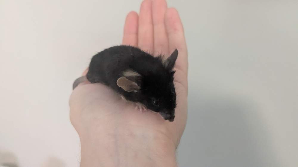 Fancy mouse Owned by other Mus musculus 