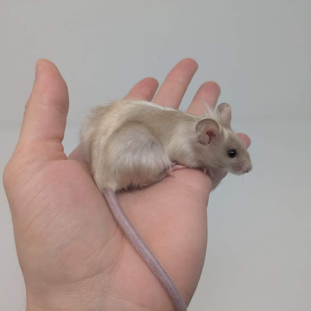 Fancy mouse Available for rehoming Mus musculus 