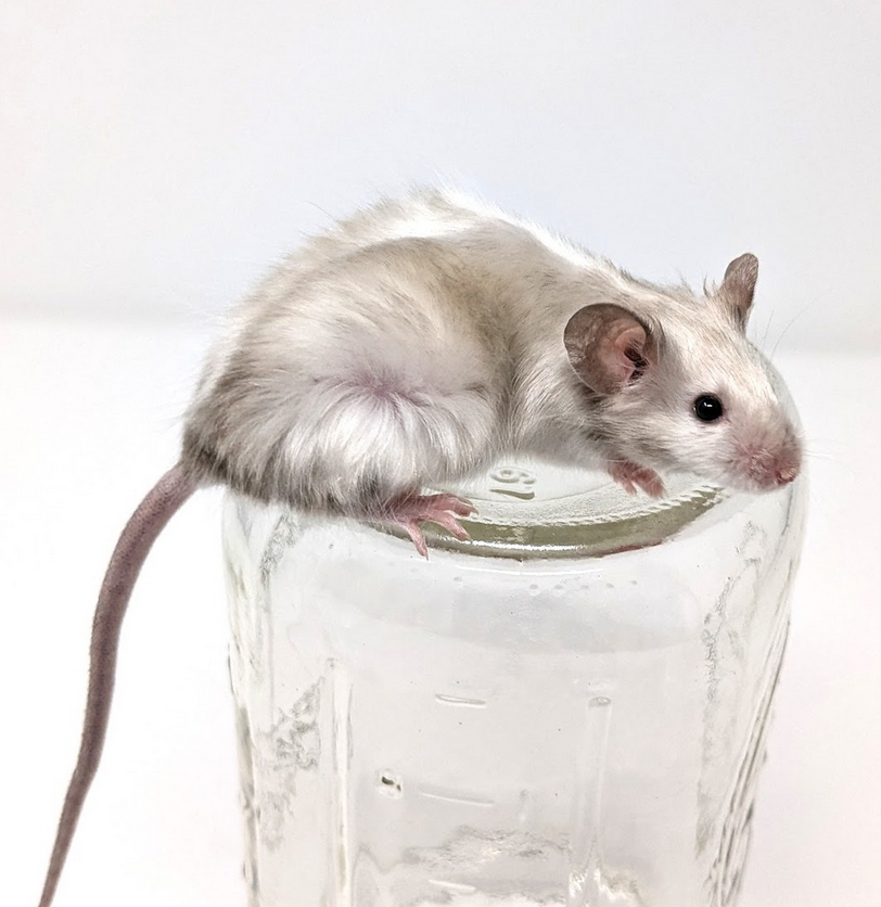 Fancy mouse Retired Mus musculus 