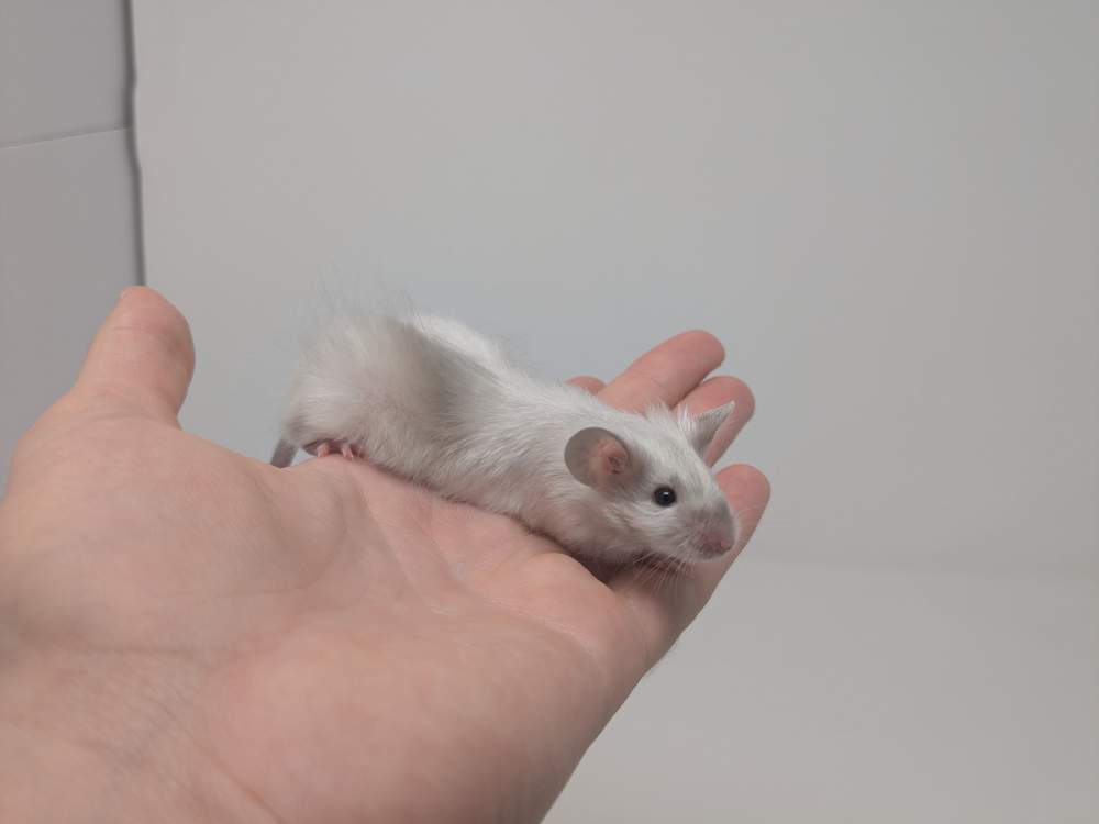 Fancy mouse Available for rehoming Mus musculus 
