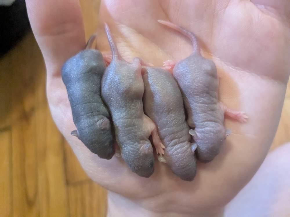 Fancy mouse Deceased Mus musculus 