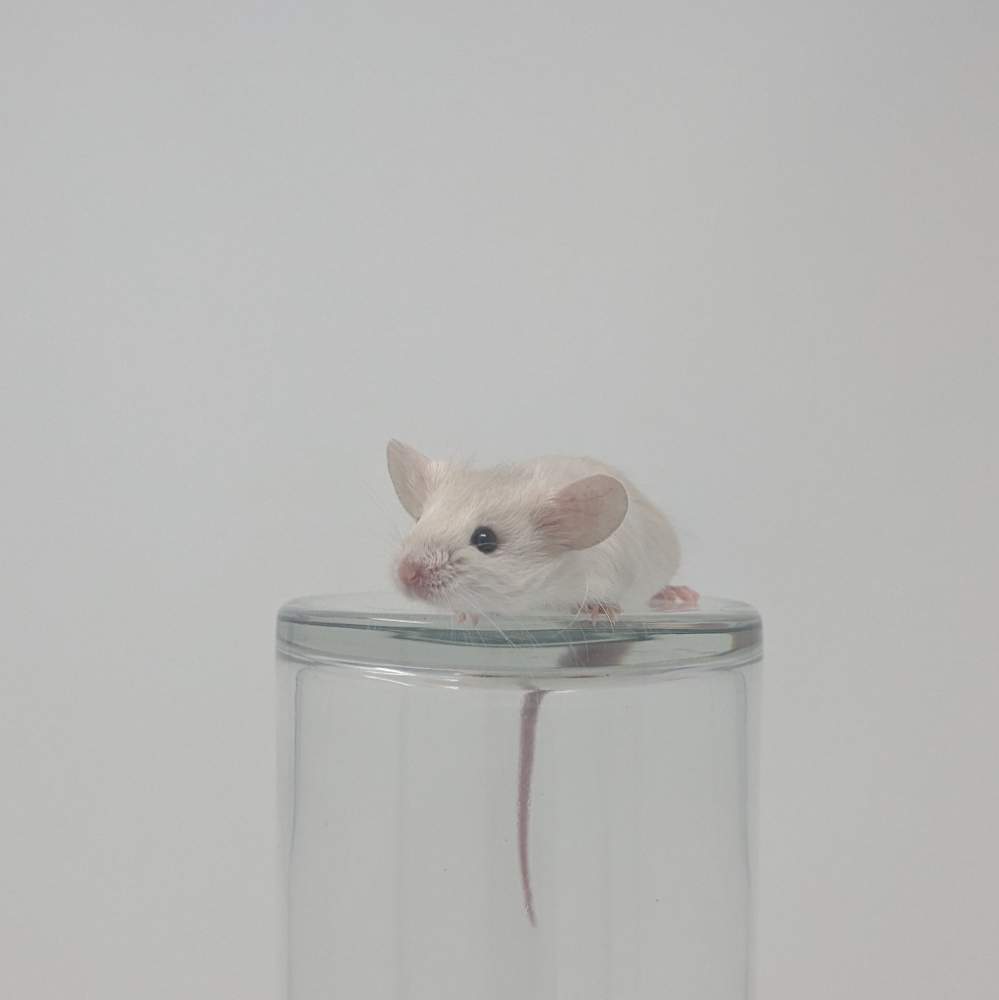 Fancy mouse Breeder Mus musculus 