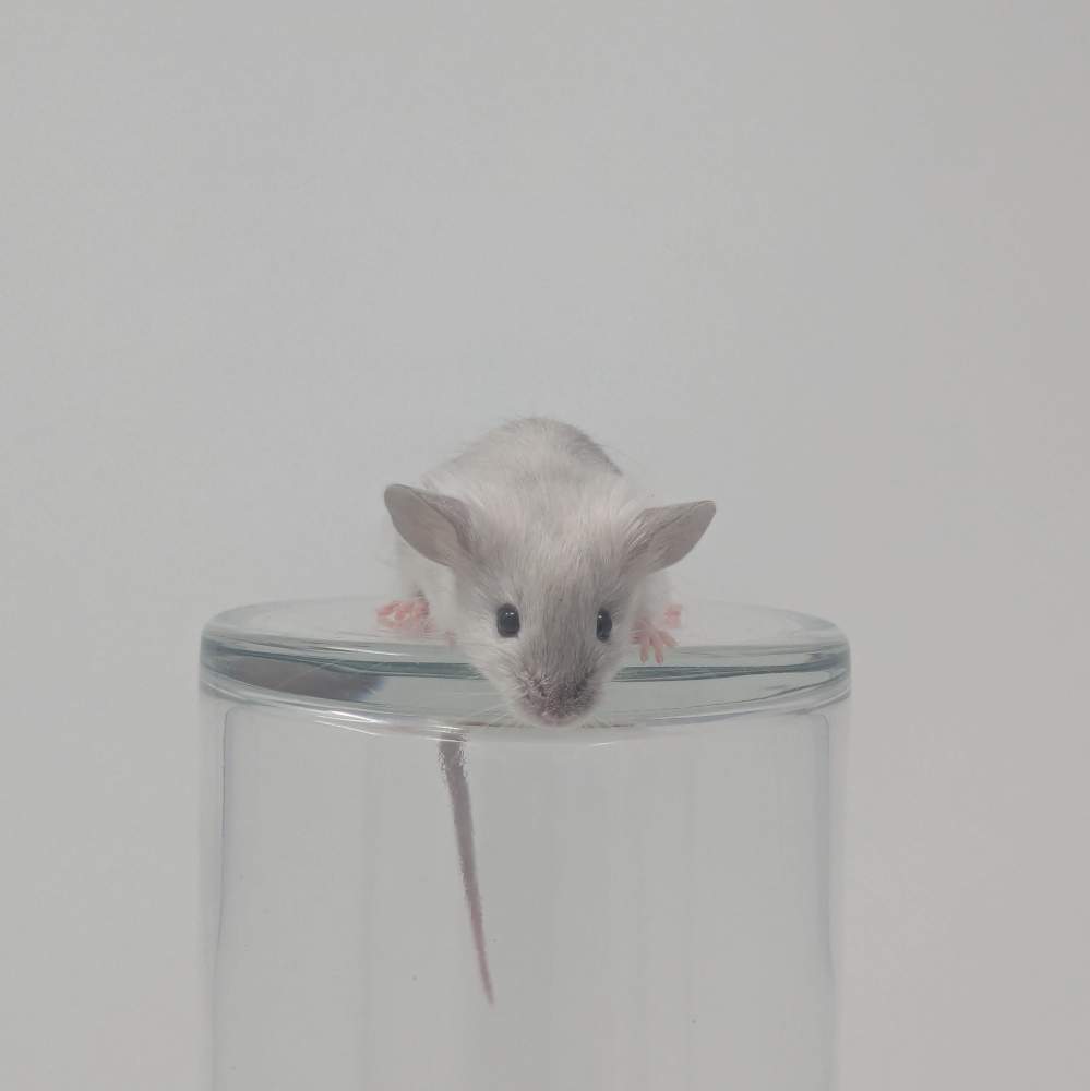 Fancy mouse Breeder Mus musculus 