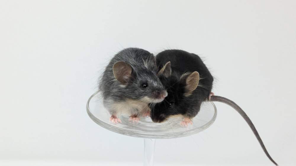 Fancy mouse Owned by other Mus musculus 