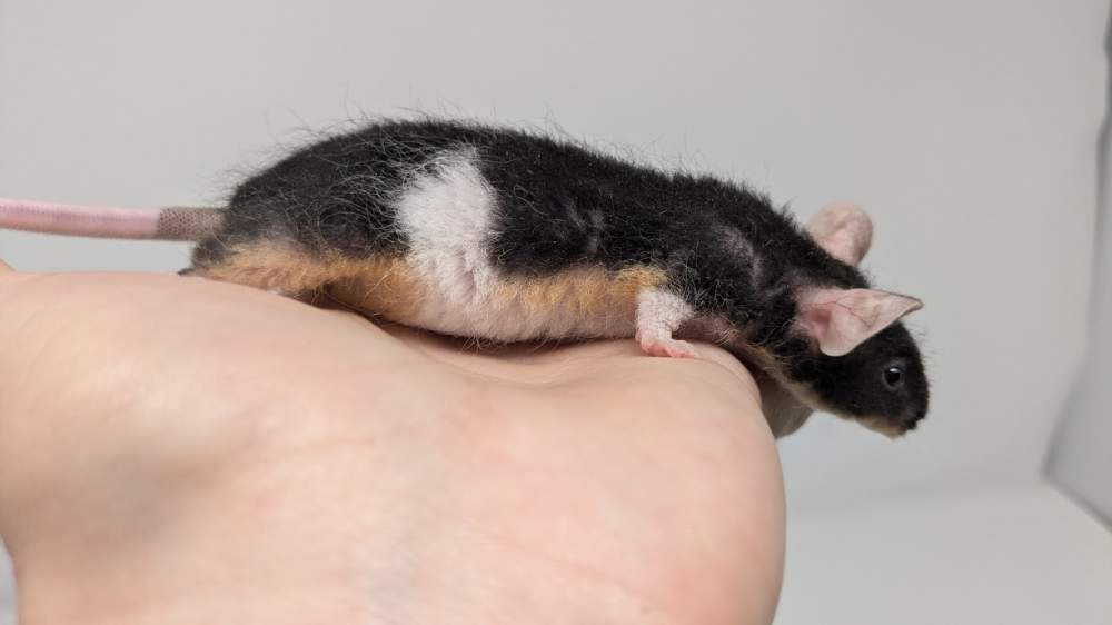 Fancy mouse Retired Mus musculus 