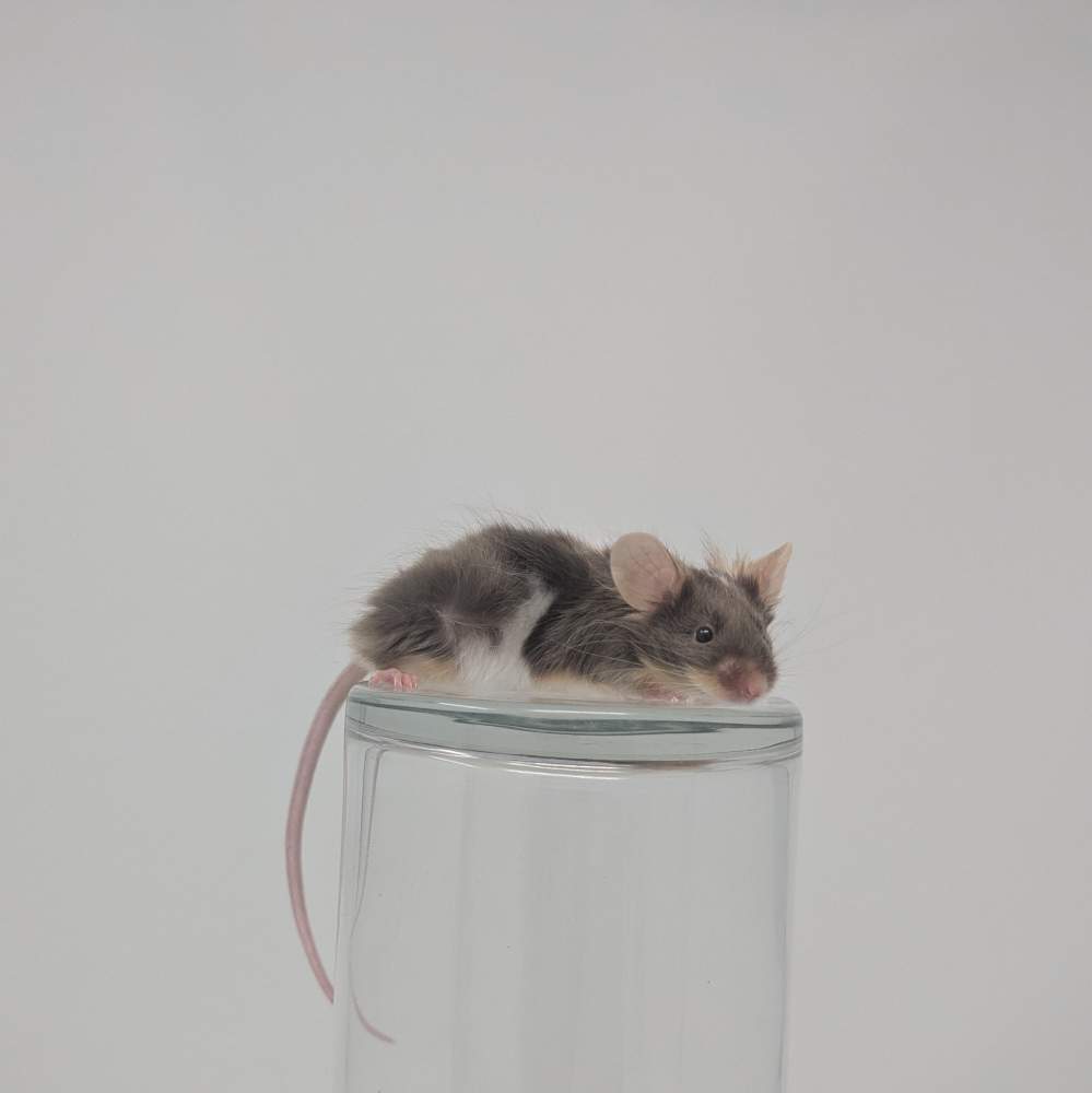 Fancy mouse Breeder Mus musculus 