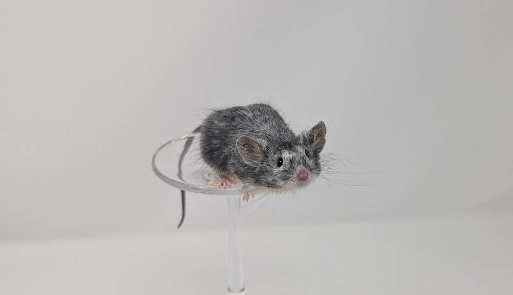Fancy mouse Owned by other Mus musculus 
