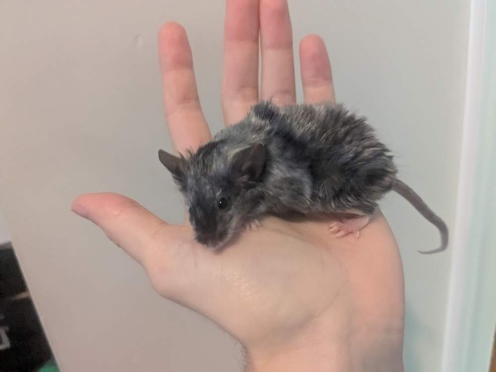 Fancy mouse Owned by other Mus musculus 