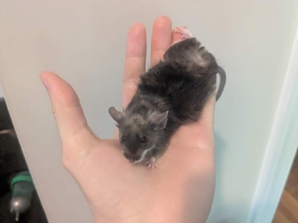 Fancy mouse Owned by other Mus musculus 