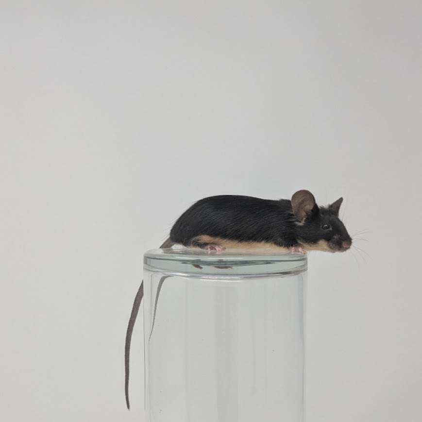 Fancy mouse Breeder Mus musculus 