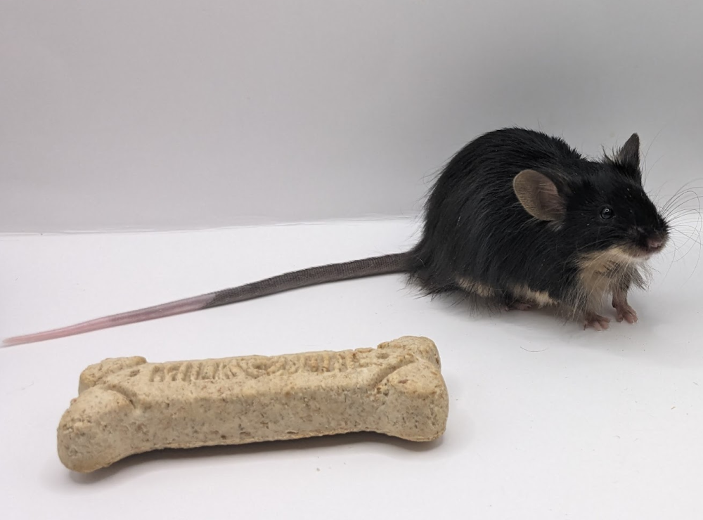Fancy mouse Deceased Mus musculus 