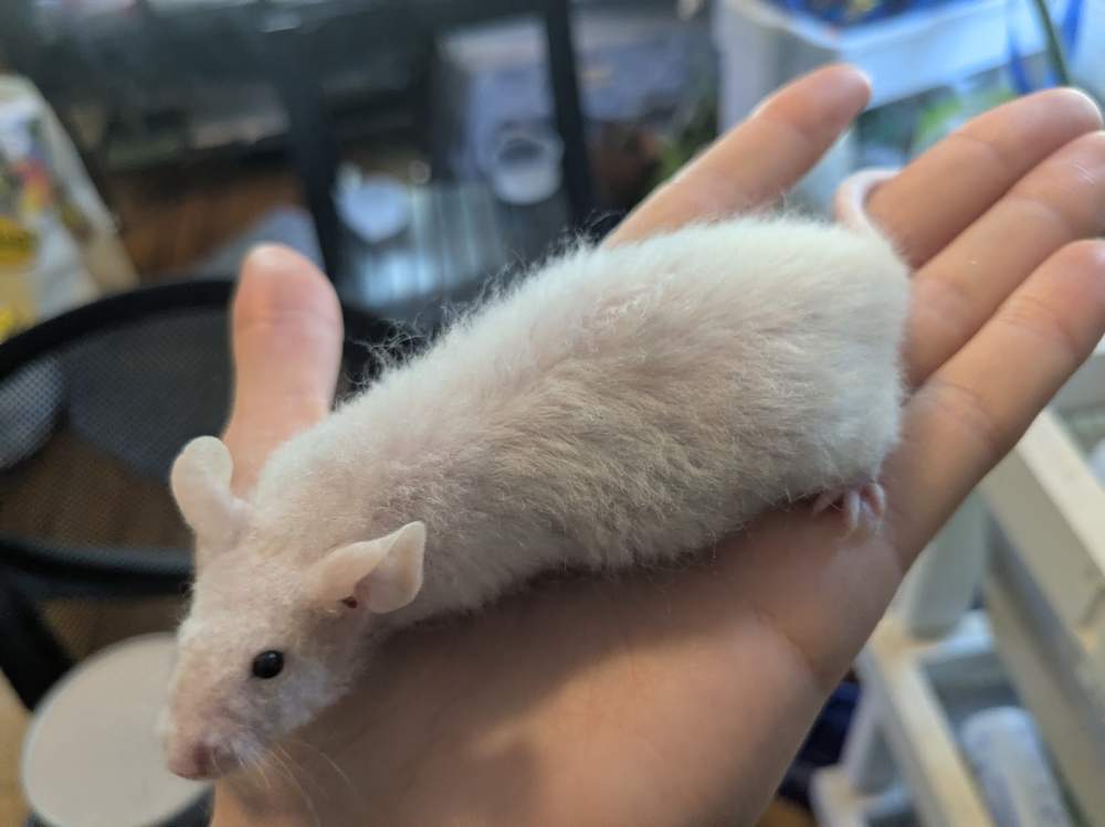 Fancy mouse Breeder Mus musculus 