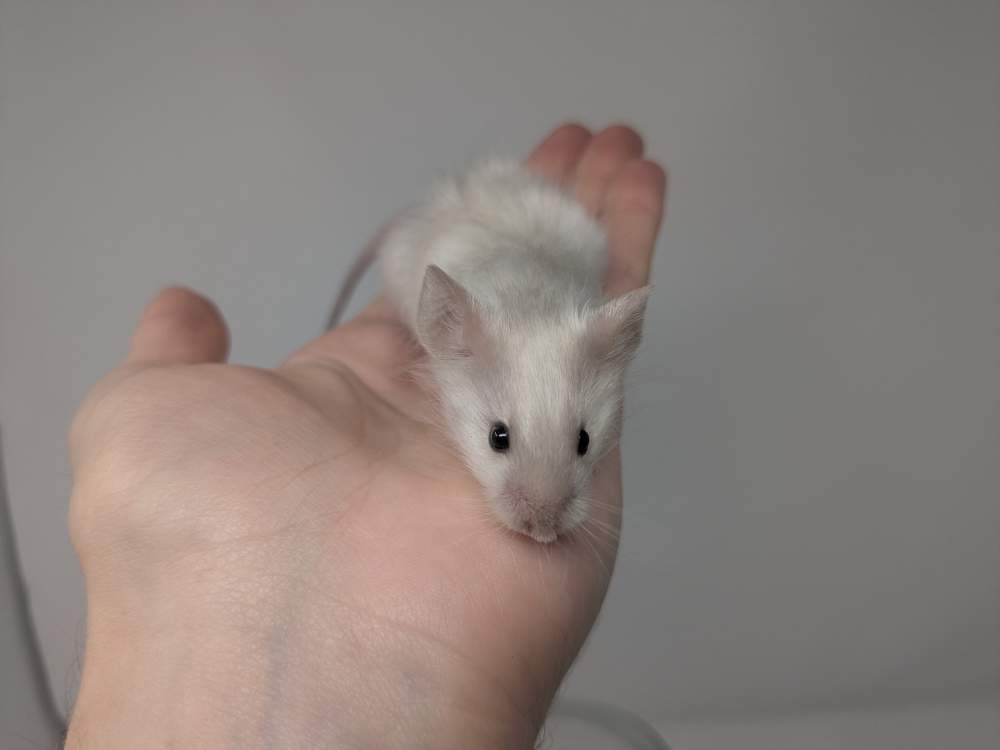 Fancy mouse Breeder Mus musculus 