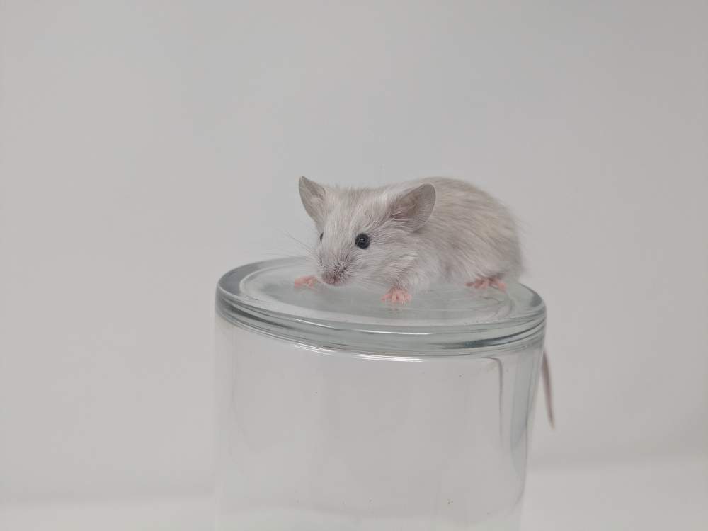 Fancy mouse Deceased Mus musculus 