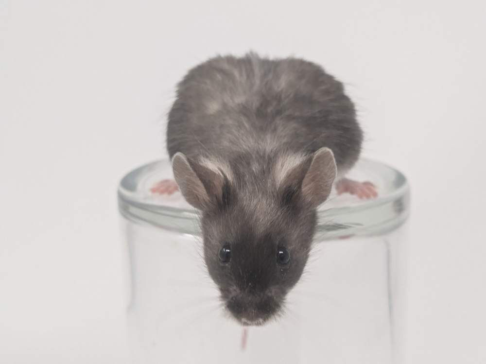 Fancy mouse Deceased Mus musculus 