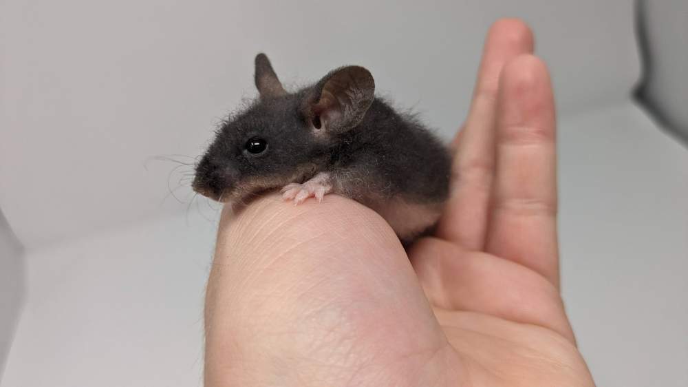 Fancy mouse Owned by other Mus musculus 