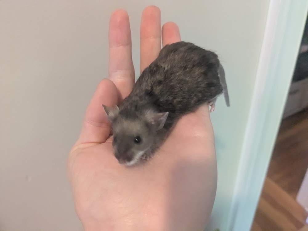 Fancy mouse Owned by other Mus musculus 