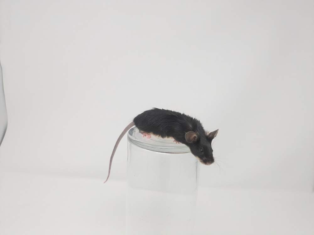 Fancy mouse Retired Mus musculus 
