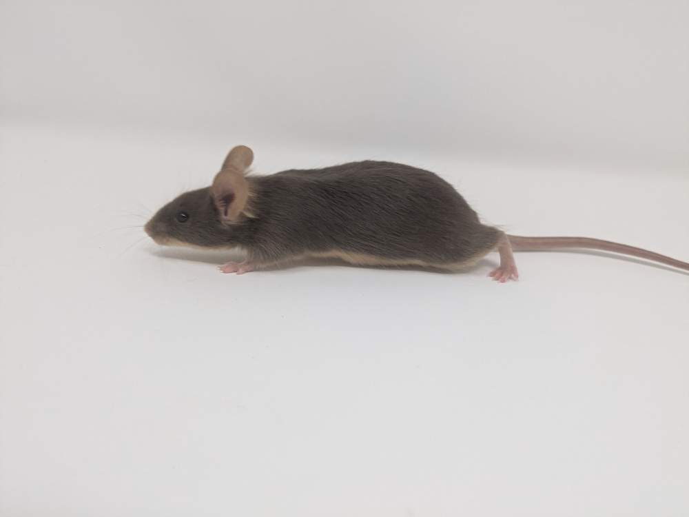 Fancy mouse Breeder Mus musculus 