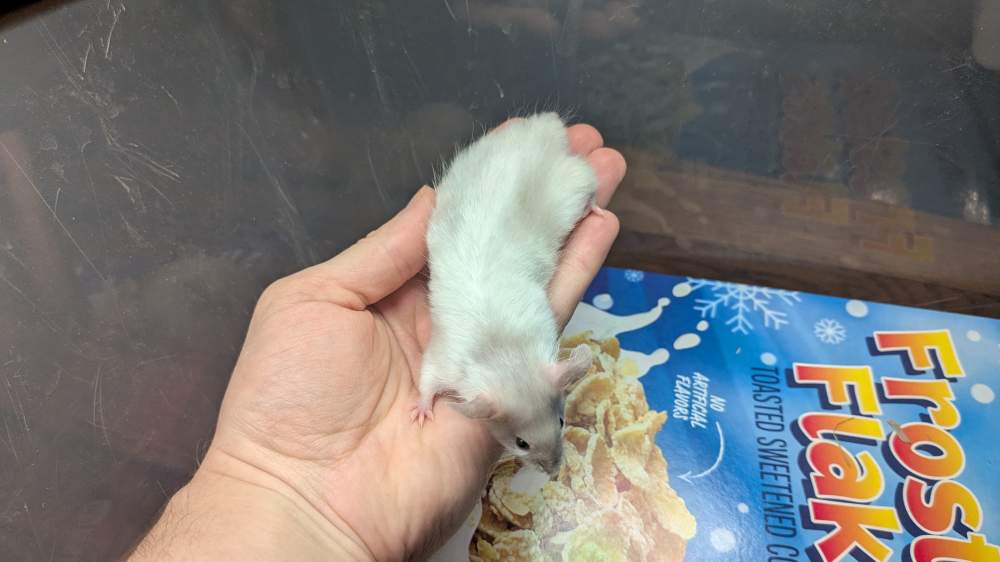 Fancy mouse Breeder Mus musculus 