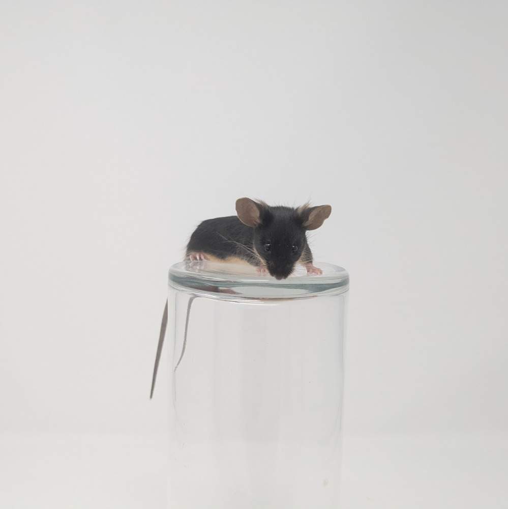 Fancy mouse Owned by other Mus musculus 