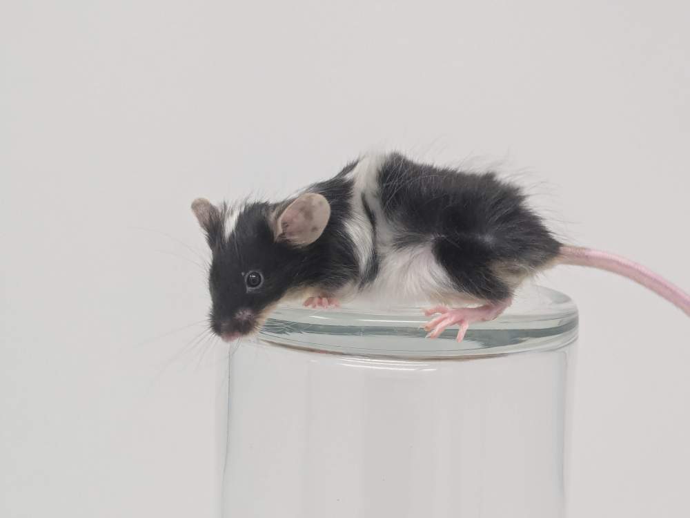 Fancy mouse Breeder Mus musculus 