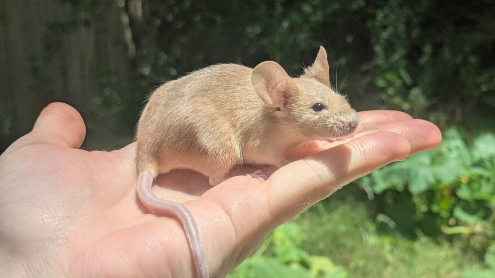 Fancy mouse Breeder Mus musculus 