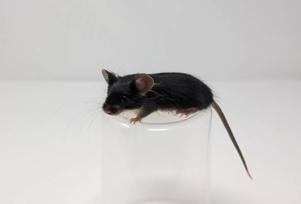 Fancy mouse Owned by other Mus musculus 
