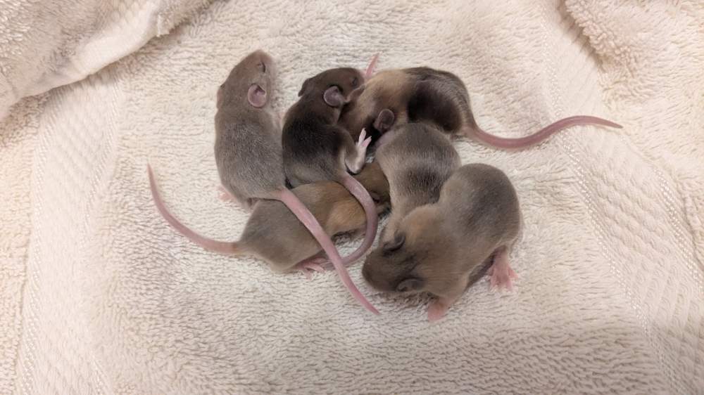 Fancy mouse Pet only Mus musculus 