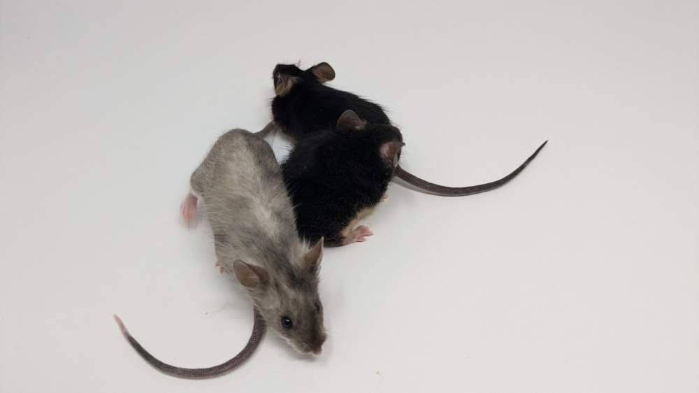 Fancy mouse Owned by other Mus musculus 