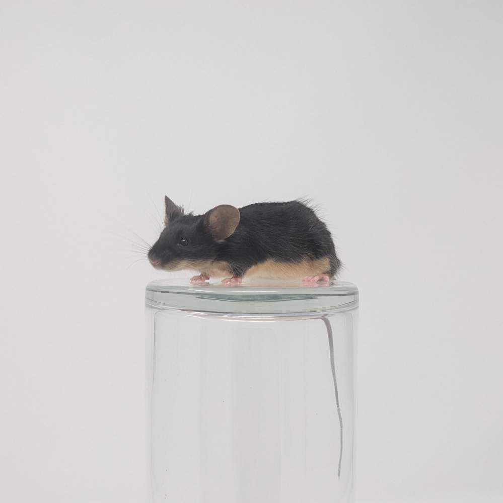 Fancy mouse Owned by other Mus musculus 