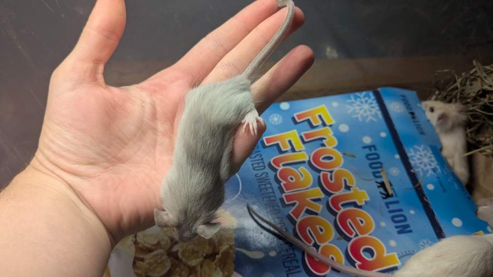 Fancy mouse Deceased Mus musculus 