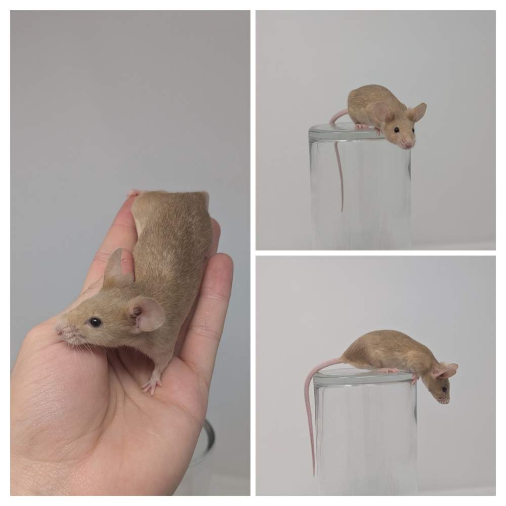 Fancy mouse Breeder Mus musculus 