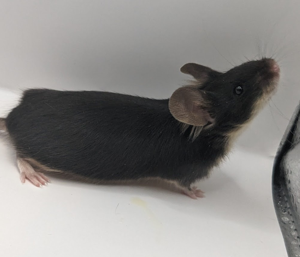 Fancy mouse Deceased Mus musculus 