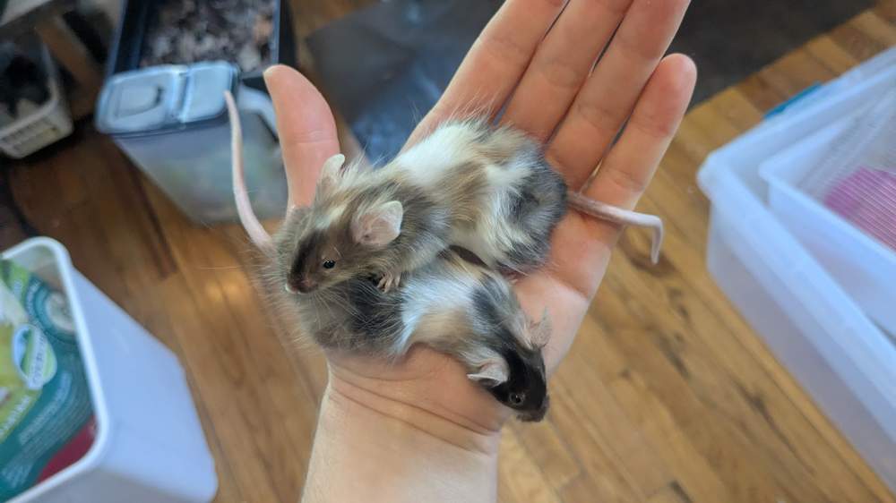 Fancy mouse Breeder Mus musculus 