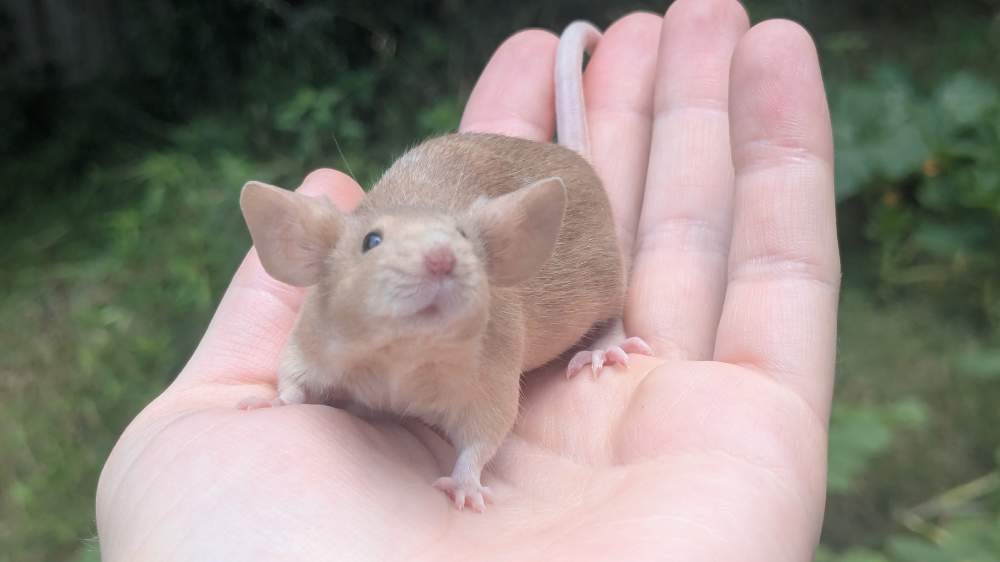 Fancy mouse Breeder Mus musculus 