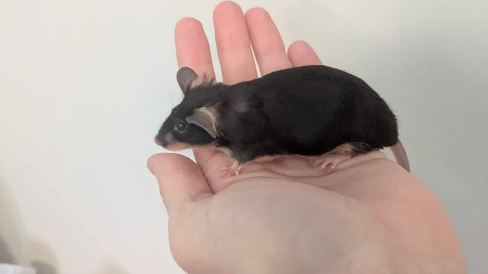 Fancy mouse Deceased Mus musculus 