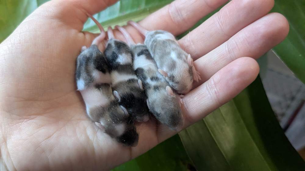 Fancy mouse Pet only Mus musculus 