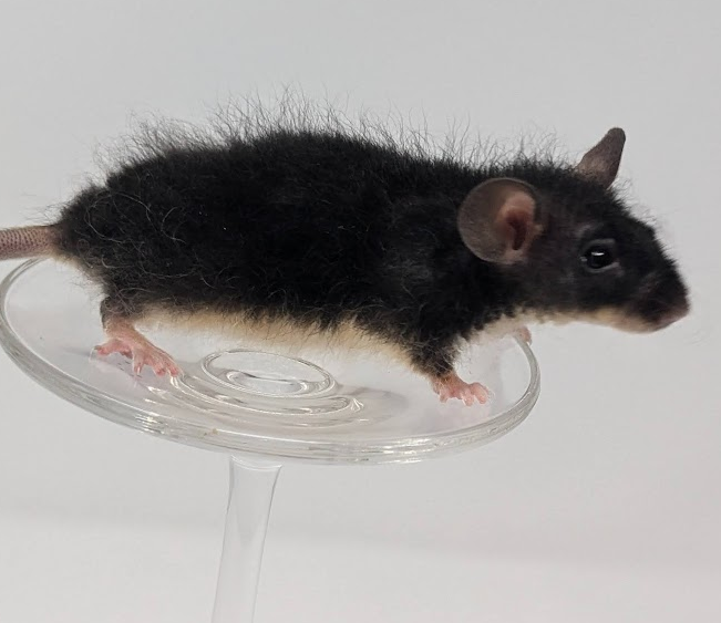 Fancy mouse Owned by other Mus musculus 
