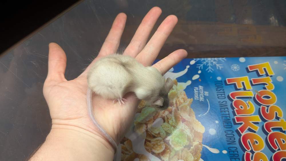 Fancy mouse Breeder Mus musculus 