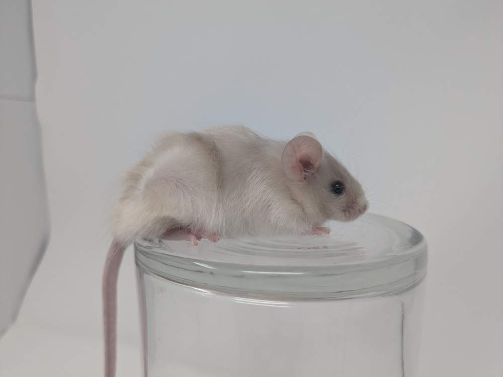 Fancy mouse Available for rehoming Mus musculus 