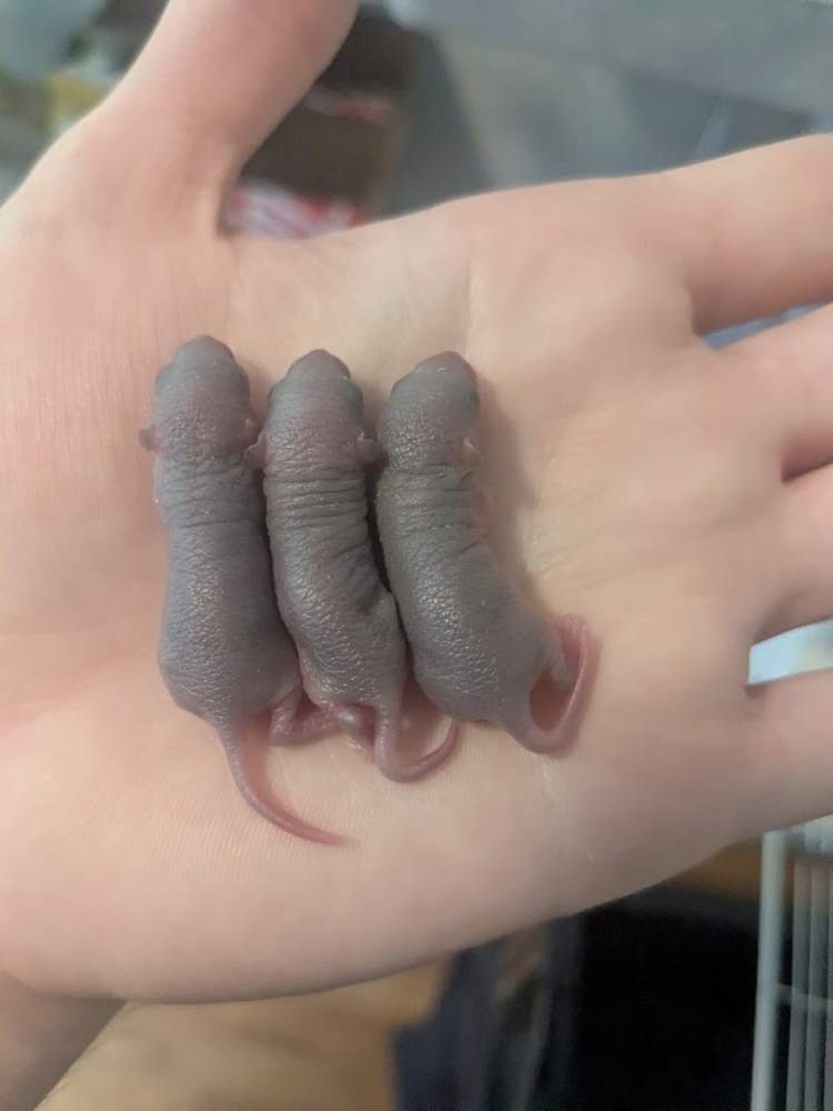 Fancy mouse Deceased Mus musculus 