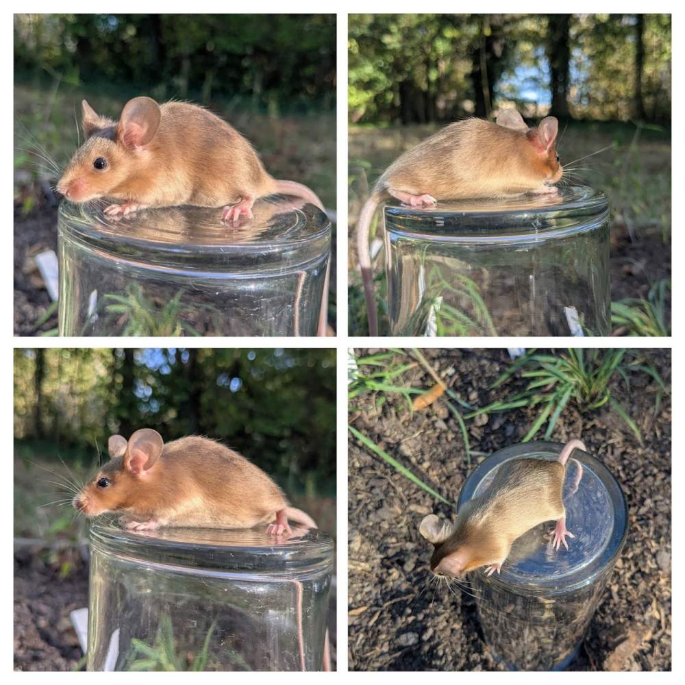 Fancy mouse Pet only Mus musculus 