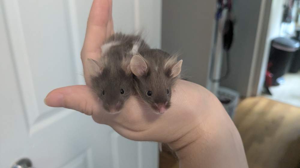Fancy mouse Available for rehoming Mus musculus 