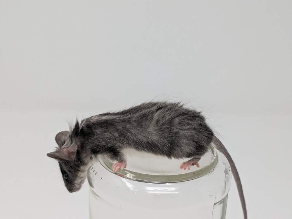 Fancy mouse Deceased Mus musculus 