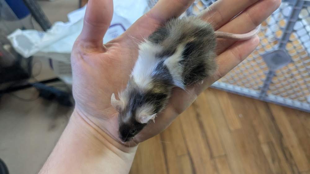 Fancy mouse Breeder Mus musculus 